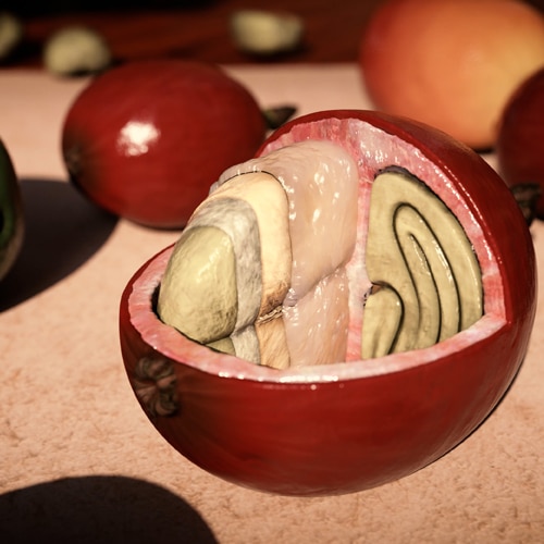 3D Animation Oliver Ende Kaffeekirsche Aufbau