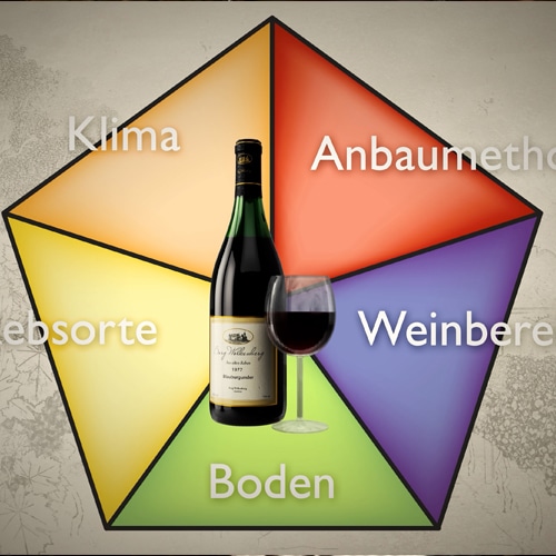 3D Animation Oliver Ende Wein Herstellung