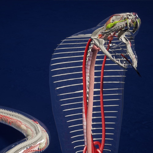 3D Animation Oliver Ende Schlangenanatomie