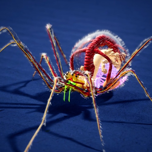 3D Animation Oliver Ende - Anatomie der Spinne